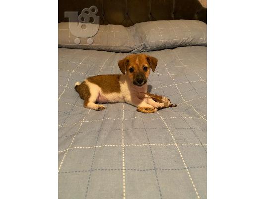 PoulaTo: Jackrussel Pup
